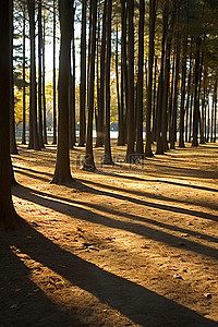 公园里树木的影子