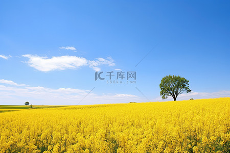 天下第一一背景图片_蓝天下有树的黄色田野