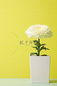 菊花背景图片_黄墙上白色方盆里的白菊花