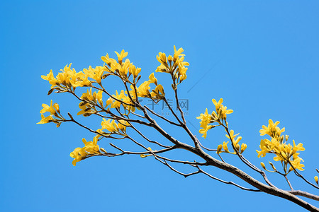 蓝天映衬下开着黄色花朵的树枝