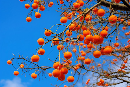 果树景观背景图片_橙色浆果从树上掉下来，映衬在蓝天上