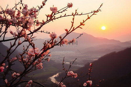 夕阳照在山谷上美丽的花朵上