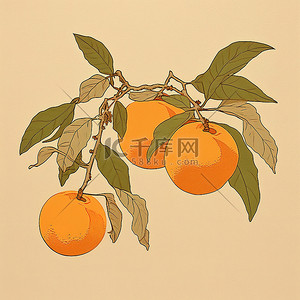 橘子和叶子