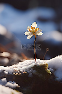 从一群岩石中长出一朵花，周围有雪