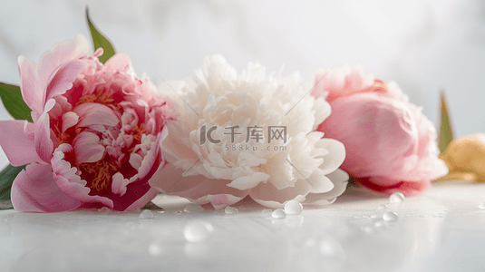 中国画水墨背景背景图片_白色粉色鲜花芍药花背景