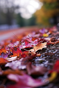 雨后秋天的树叶躺在地上