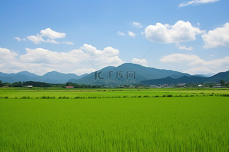 一大片绿色田野，背景是山脉