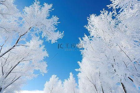 川背景背景图片_覆盖着雪树，映衬着清澈的蓝天