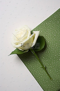 一朵白玫瑰坐在绿色圆点纸上