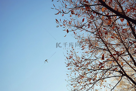 秋天的蓝天背后是一片蓝天，树枝光秃秃的，一架飞机在天上飞翔