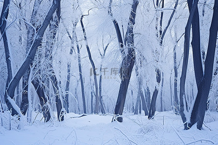 雪域背景图片_雪域森林 照片 雪域森林