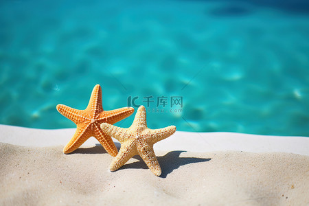 夏天海星背景图片_两只海星坐在游泳池附近的沙子上