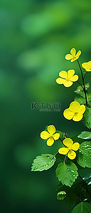 黄色的花朵背景图片_绿色 绿色盛开 叶子 黄色的花朵