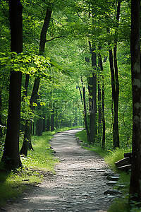 这是一条森林小路