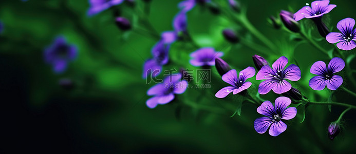 1080背景图片_紫蓝色野花壁纸 1080x1080jpg