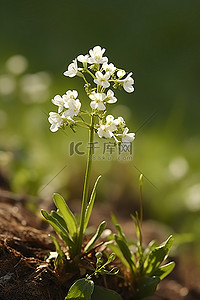 中央空调清洗背景图片_田野中央开着白花的植物