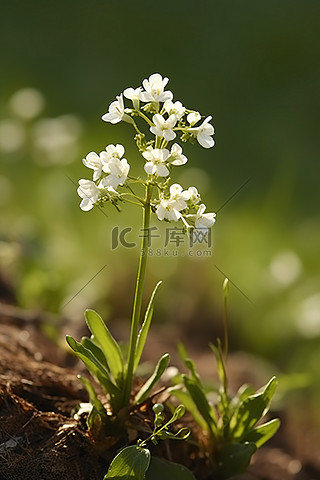 中央空调背景图片_田野中央开着白花的植物