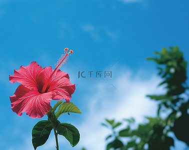 木槿花logo背景图片_一朵红木槿花映衬着蓝天，背景是热带树叶