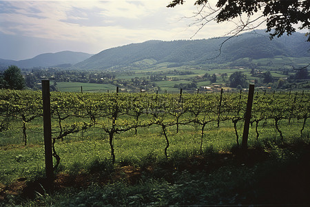奥地利第一批葡萄园位于凯瑟霍夫葡萄园的草地上