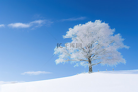 雪覆盖的山顶上的一棵树，顶部伸出一根树棍