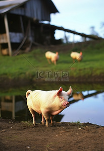 鸡草地背景图片_一头猪和一只鸡站在池塘附近