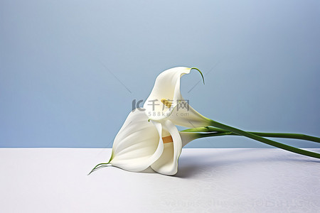 丝带婚礼背景图片_一朵白色马蹄莲和一个没有标签的婚礼标志