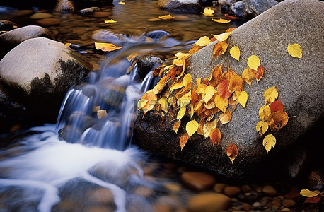 一条小溪，里面流淌着树叶和岩石