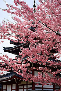 花卉樱花背景图片_首尔宝塔粉红色樱花