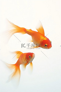 飞舞的金鱼背景图片_白色背景中游泳的两条金鱼