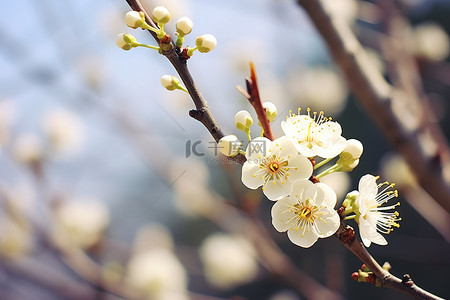 白梅花 美丽的花