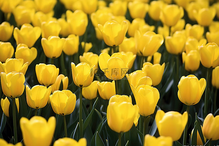 田野里展示着许多黄色的郁金香