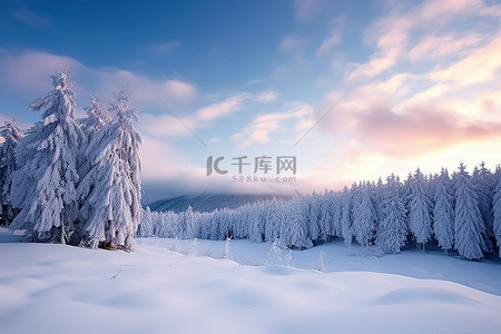 云树木背景图片_有许多树木的雪覆盖的风景