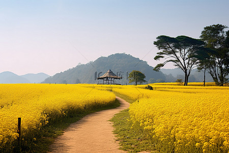 黄色公园背景图片_徒步小径穿过一片有树木和悬崖的黄色田野