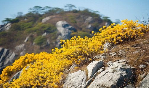 开满黄色花朵的山坡
