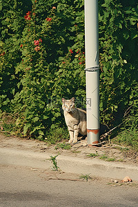 流浪动物背景图片_红白相间的猫坐在路牌附近