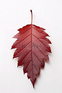 红棕色的叶子躺在白色的背景上