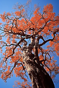 枫叶山背景图片_日本长井山公园蓝天的树