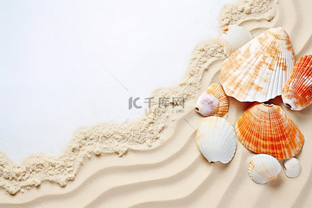 海贝壳坐在白色的沙滩上