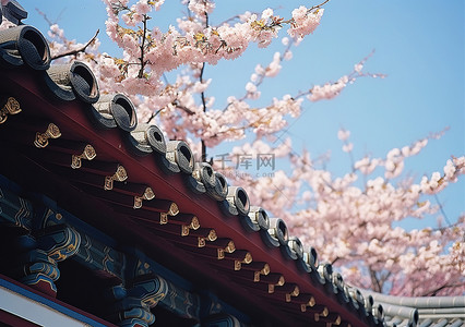 首尔一座亚洲建筑上盛开的樱花树
