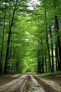 绿色森背景图片_绿色森林中的一条土路