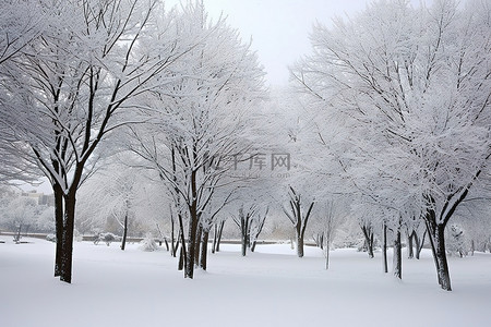 有些树和树都被雪覆盖了