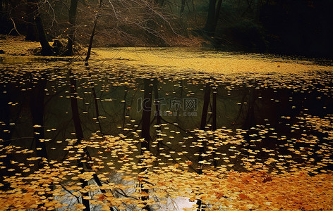 黄秋天背景图片_水中的黄棕色叶子，有树和树