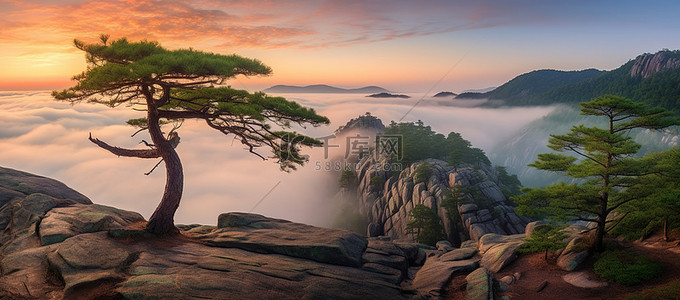 云松树背景图片_岩石悬崖顶上的松树和日落时的雾