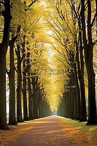 欧洲行背景图片_绿树成荫的小路两旁都是树叶