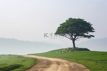 路边摊空背景图片_一棵孤独的树坐落在绿色田野的土路边