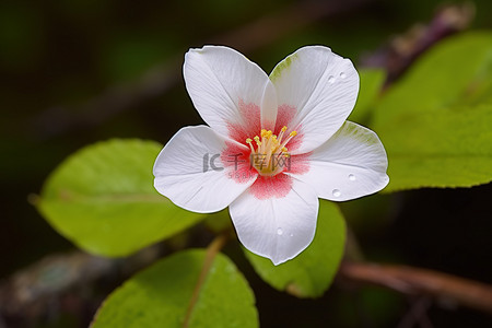 白色的花，红色和粉色的花瓣