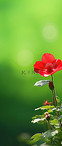 绿色红花背景图片_绿色田野中的一朵小红花