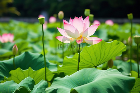 荷叶莲花背景图片_莲花 荷叶 莲花花园