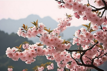 绽放的樱花背景图片_樱花盛开在这个季节的早期