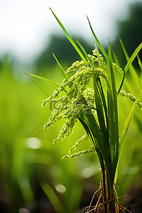 田间生长的水稻植物的特写镜头
